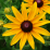 Rudbeckia hirta.png